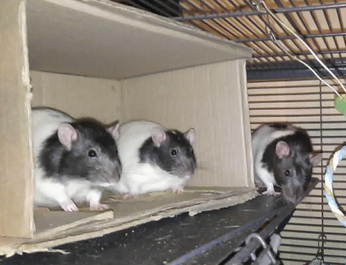Norb, Daggett, and Bing : video!!, a Adoptable Rat in Edinburg, PA image 1/6