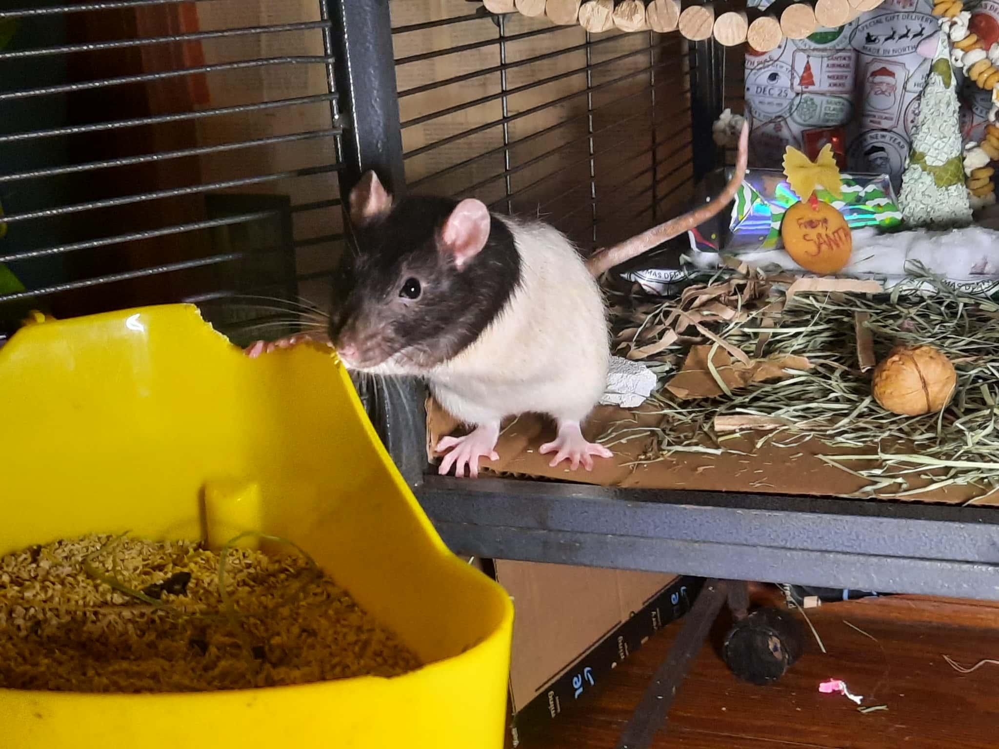 Norb, Daggett, and Bing : video!!, a Adoptable Rat in Edinburg, PA image 4/6