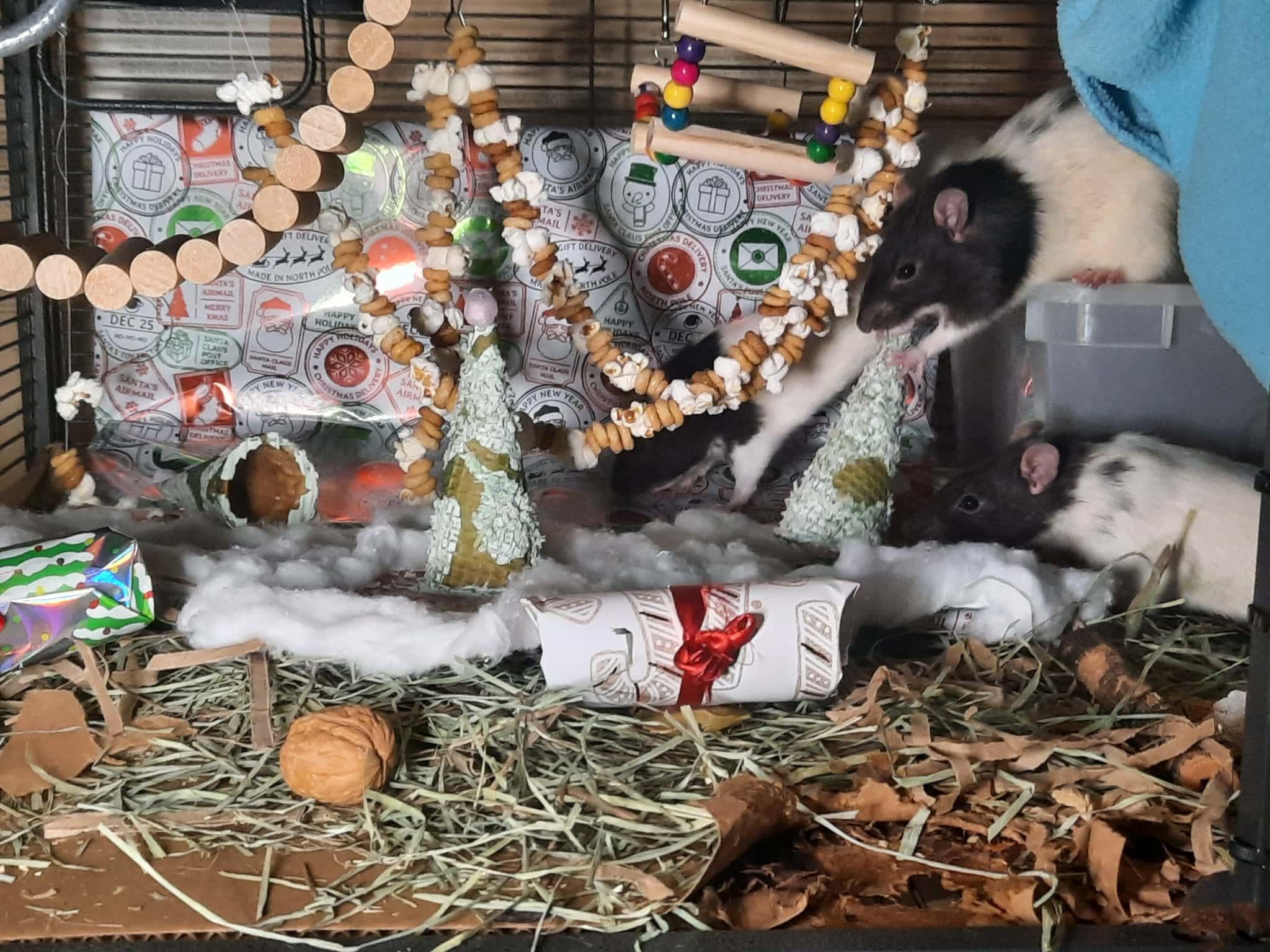 Norb, Daggett, and Bing : video!!, a Adoptable Rat in Edinburg, PA image 5/6