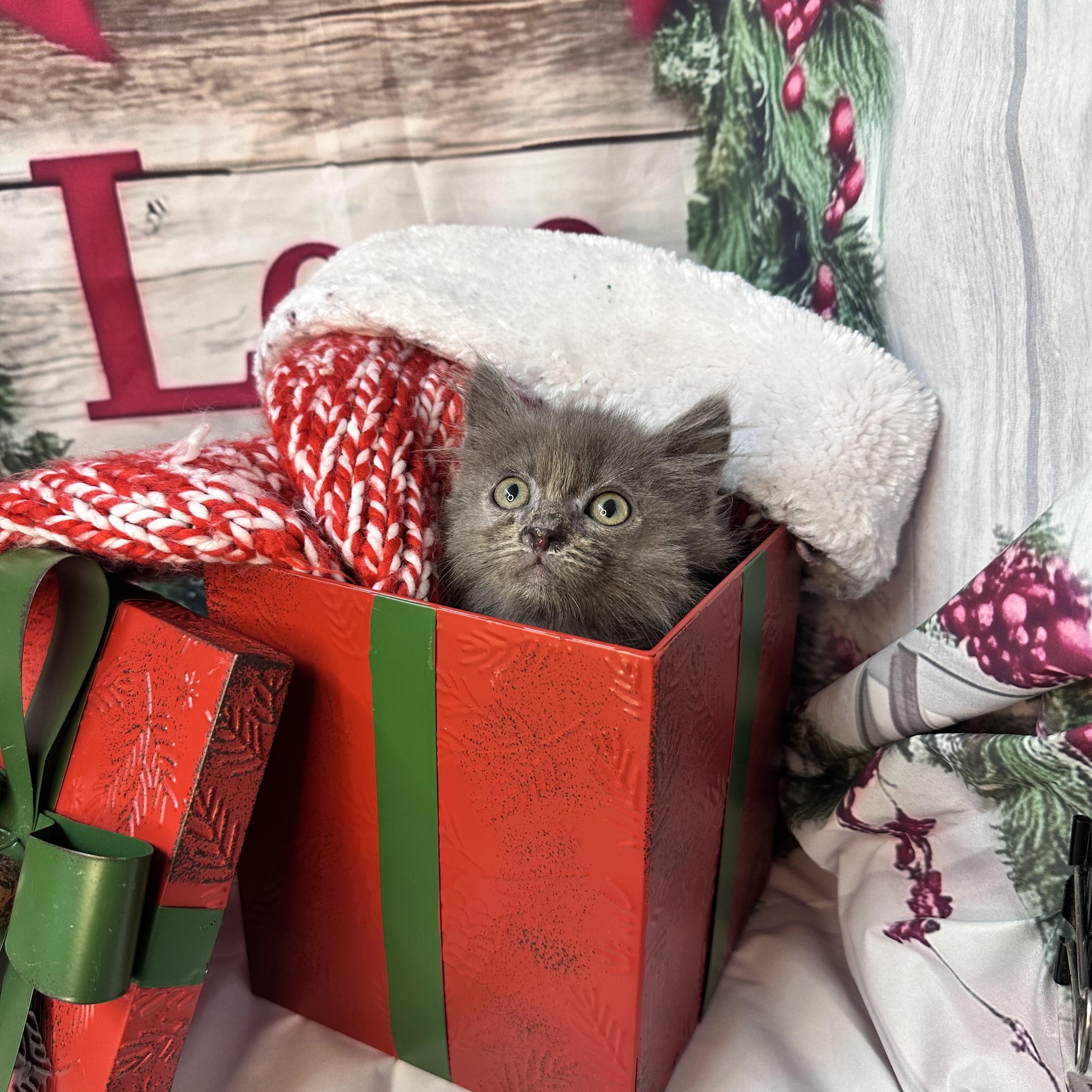 Snowflake thumbnail 4