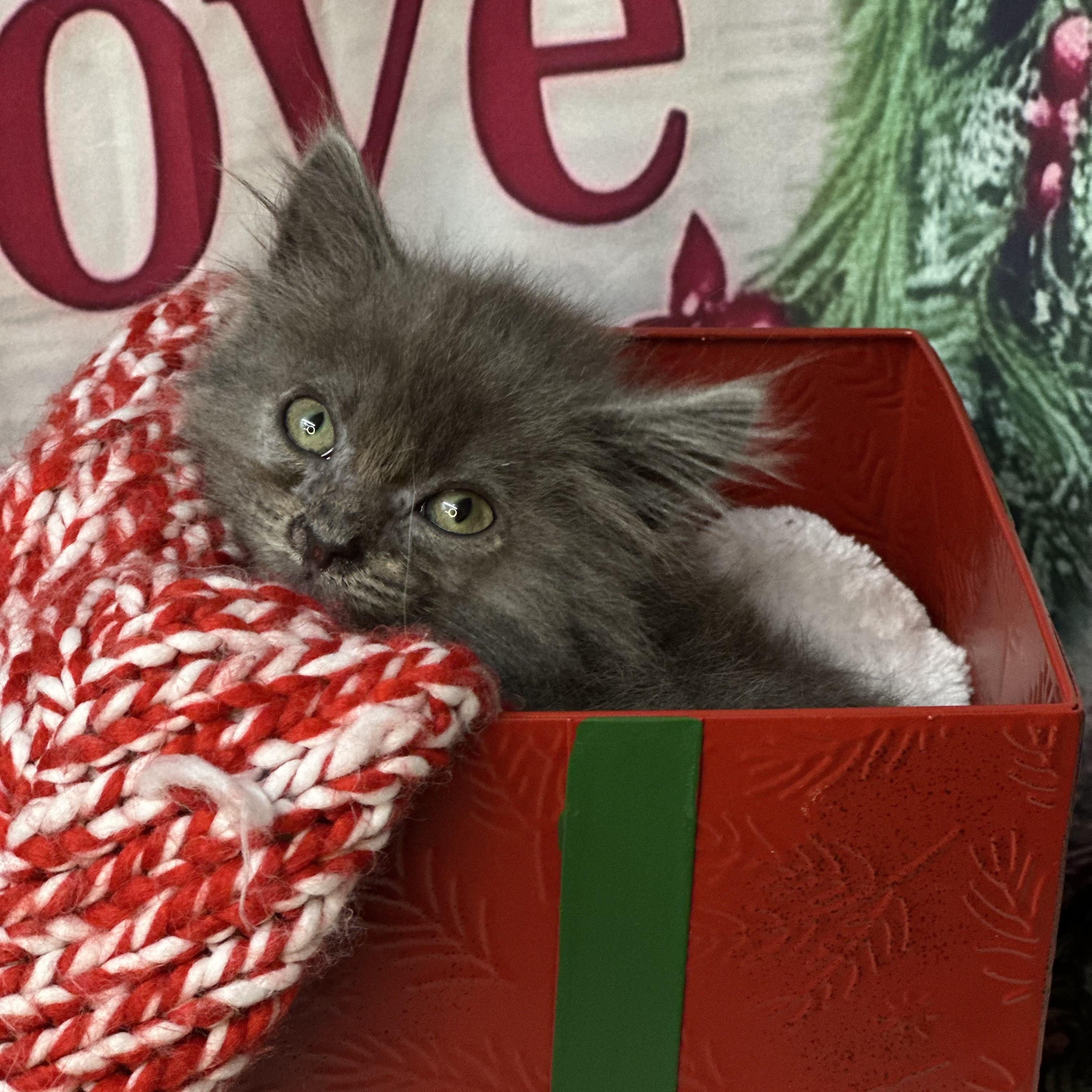 Snowflake thumbnail 7