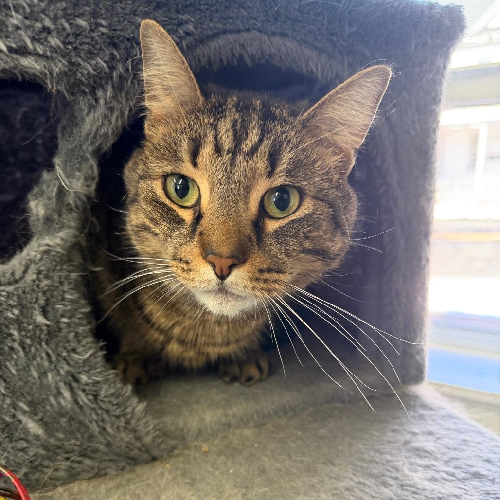 Monkey, Adoptable, Adult Male Domestic Short Hair.