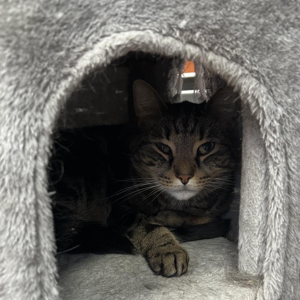 Monkey, a Adoptable Domestic Short Hair in Mount Laurel, NJ image 2/3