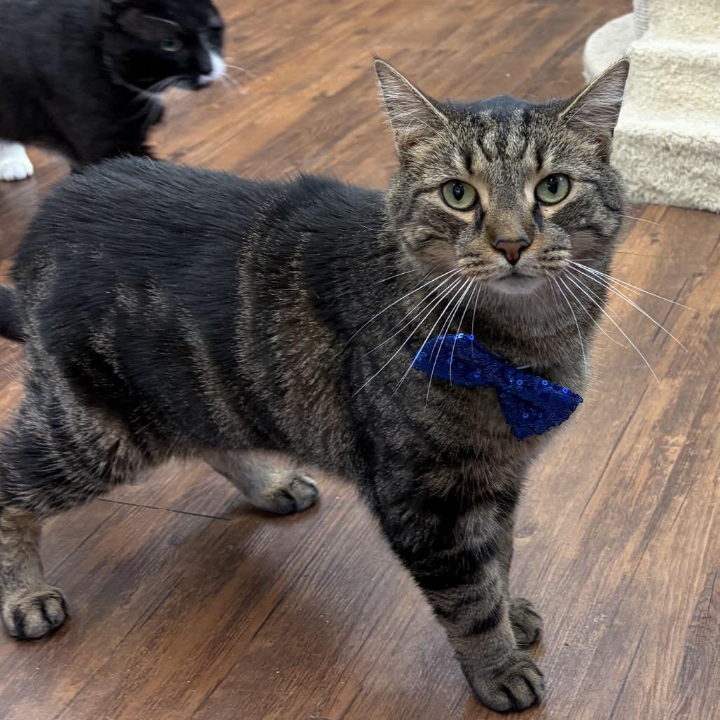 Monkey, a Adoptable Domestic Short Hair in Mount Laurel, NJ image 3/3