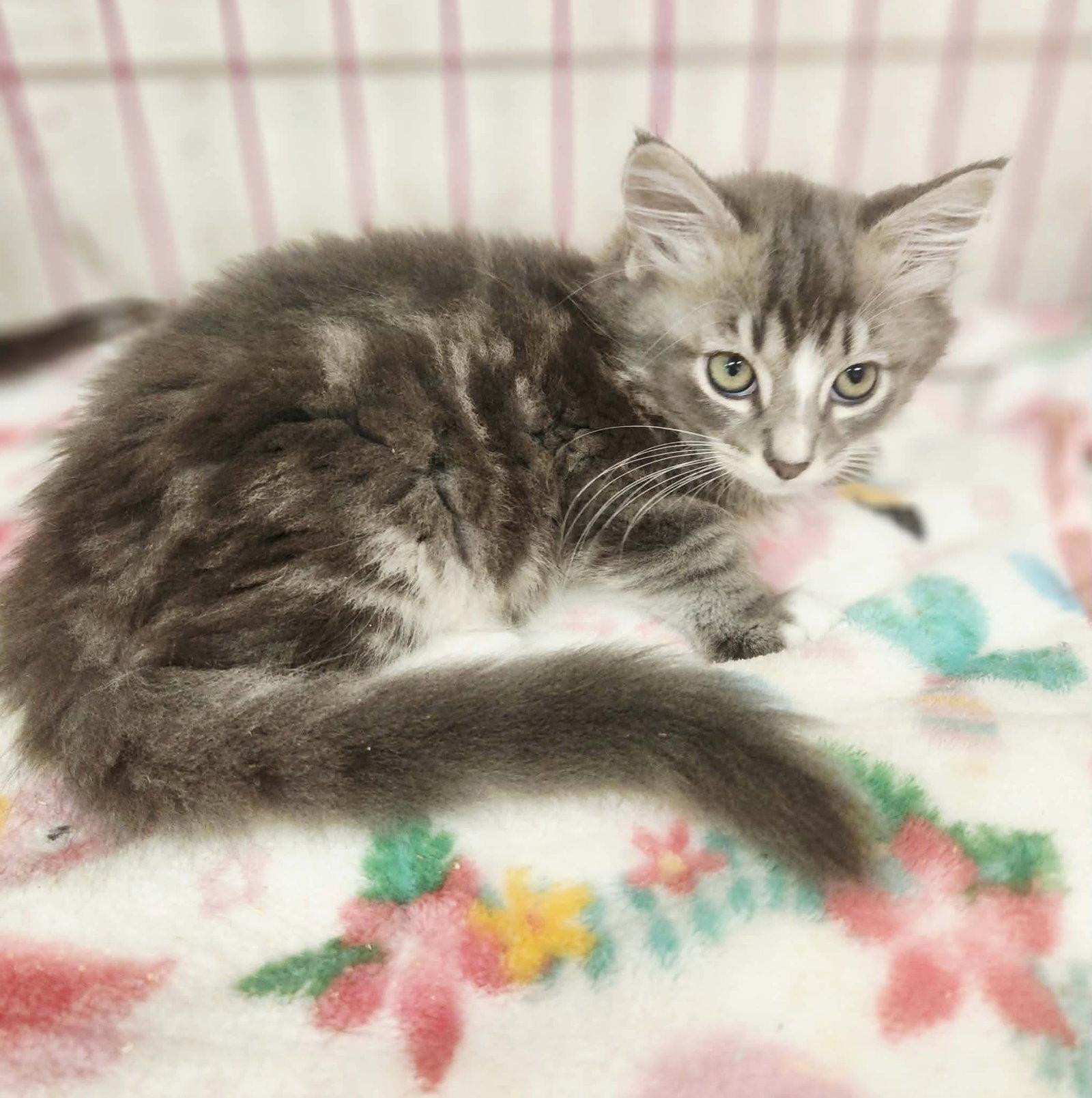 Enlarge Cody Jinx, a Adoptable Domestic Long Hair in Social Circle, GA image 1/2