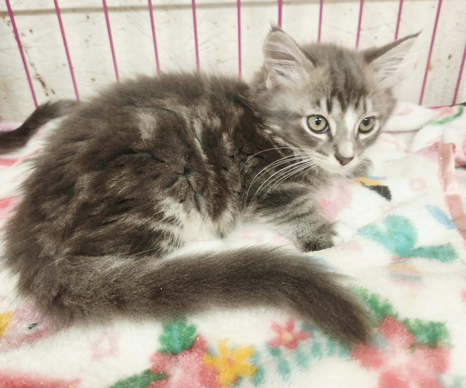 Enlarge Cody Jinx, a Adoptable Domestic Long Hair in Social Circle, GA image 2/2
