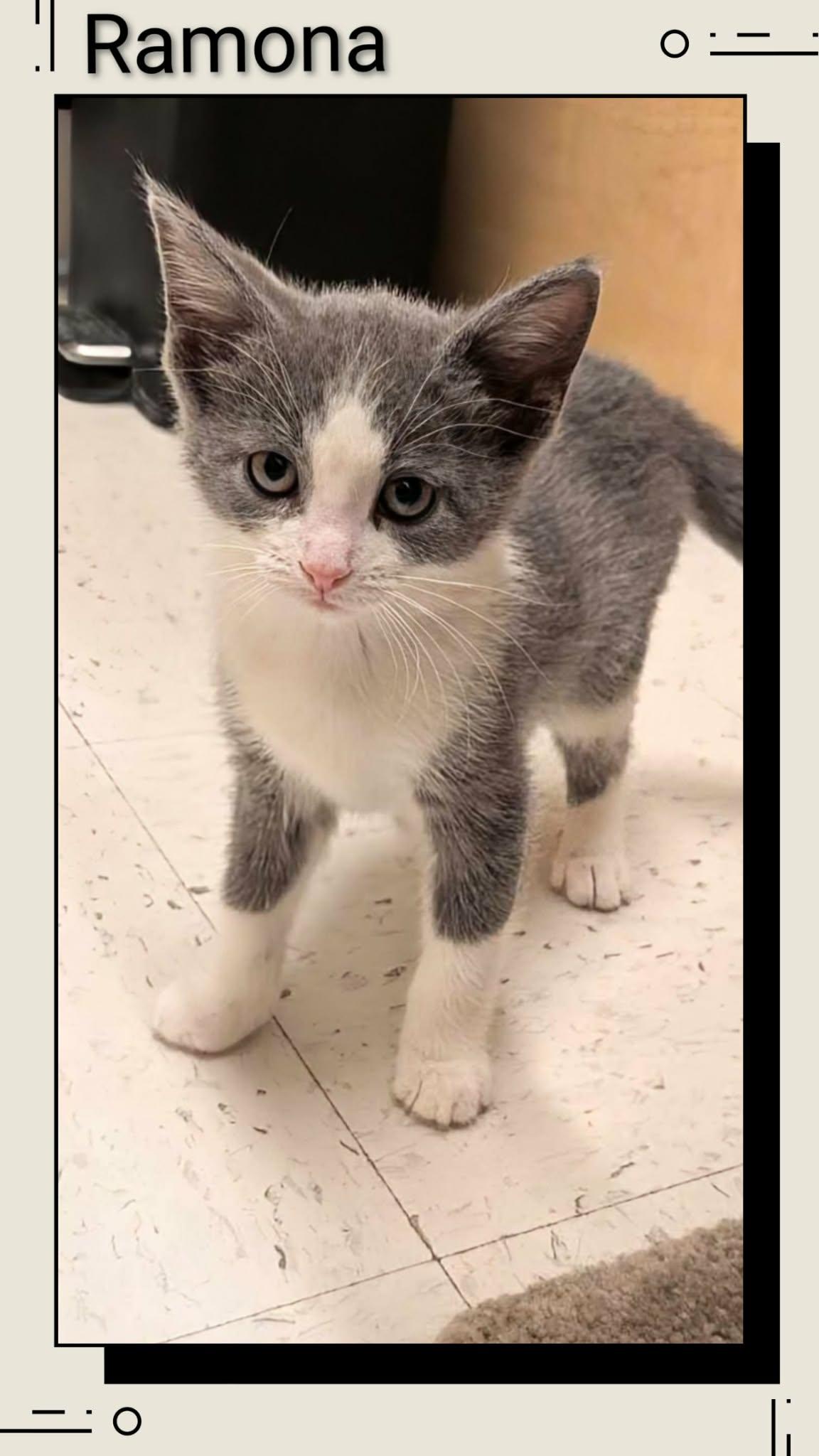 Ramona, Adopted, Young Female Domestic Short Hair.