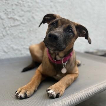 Enlarge Sugar, a Adoptable Belgian Shepherd / Malinois in Manhattan Beach, CA image 1/6