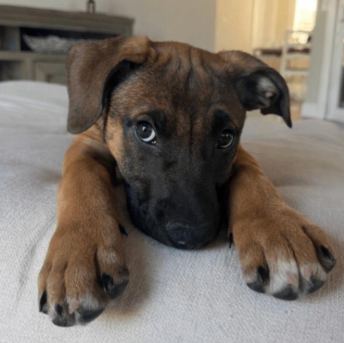 Enlarge Sugar, a Adoptable Belgian Shepherd / Malinois in Manhattan Beach, CA image 2/6