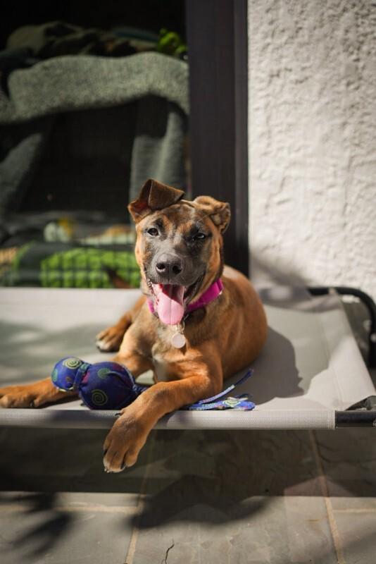 Enlarge Sugar, a Adoptable Belgian Shepherd / Malinois in Manhattan Beach, CA image 3/6
