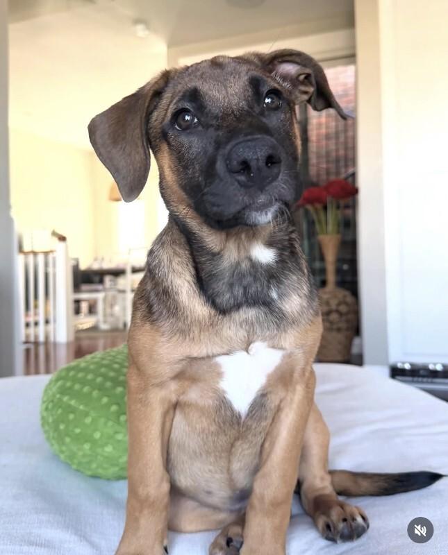 Enlarge Sugar, a Adoptable Belgian Shepherd / Malinois in Manhattan Beach, CA image 5/6