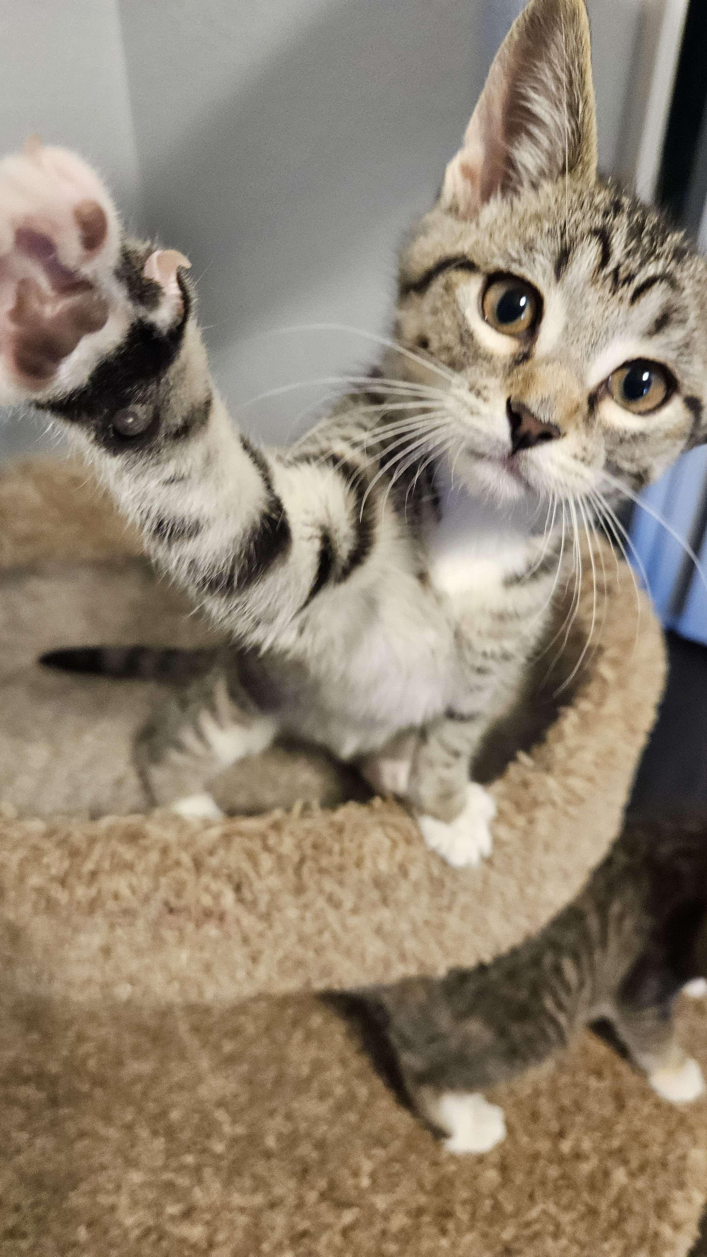 Lincoln, an adoptable Domestic Short Hair in Lubbock, TX, 79424 | Photo Image 1