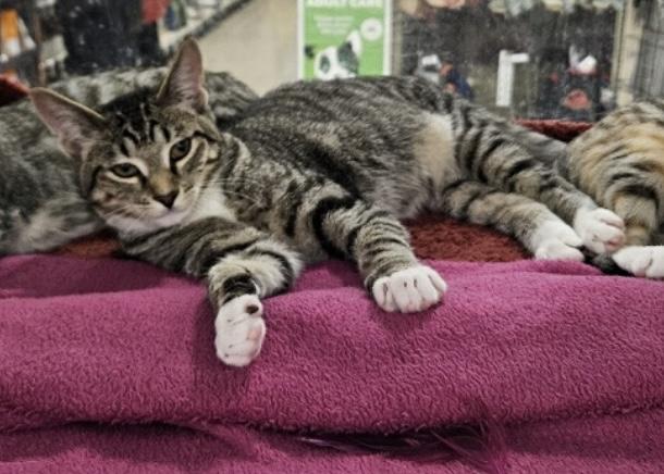 Lincoln, an adoptable Domestic Short Hair in Lubbock, TX, 79424 | Photo Image 2