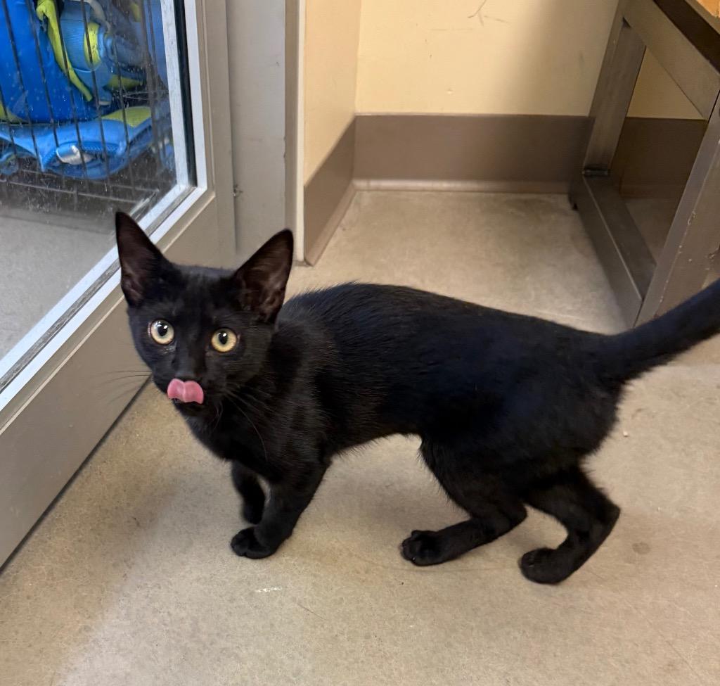 Pantherette, Adoptable, Kitten Female Domestic Short Hair.