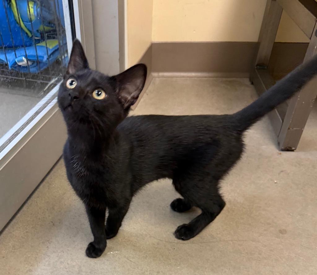 Pantherette, a Adoptable mixed breed in Fort Oglethorpe, GA image 2/6