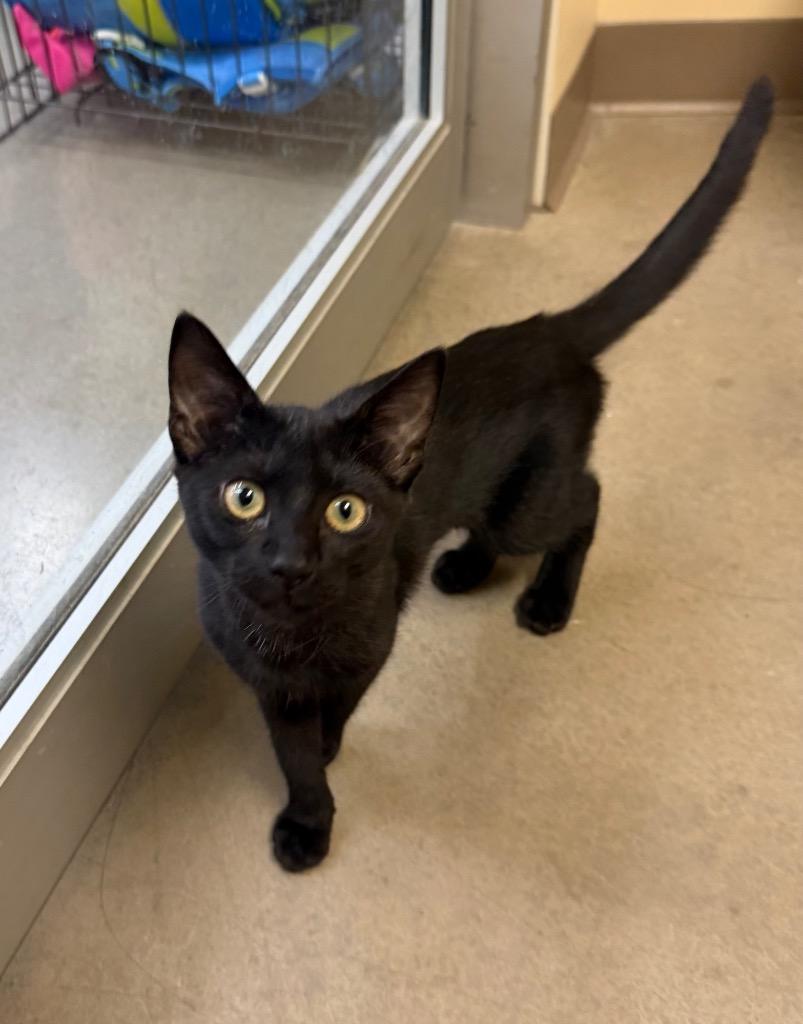 Pantherette, a Adoptable mixed breed in Fort Oglethorpe, GA image 3/6