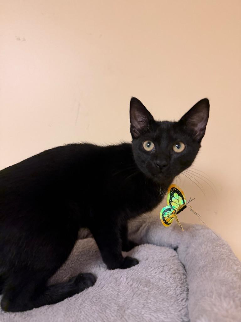 Pantherette, a Adoptable mixed breed in Fort Oglethorpe, GA image 4/6