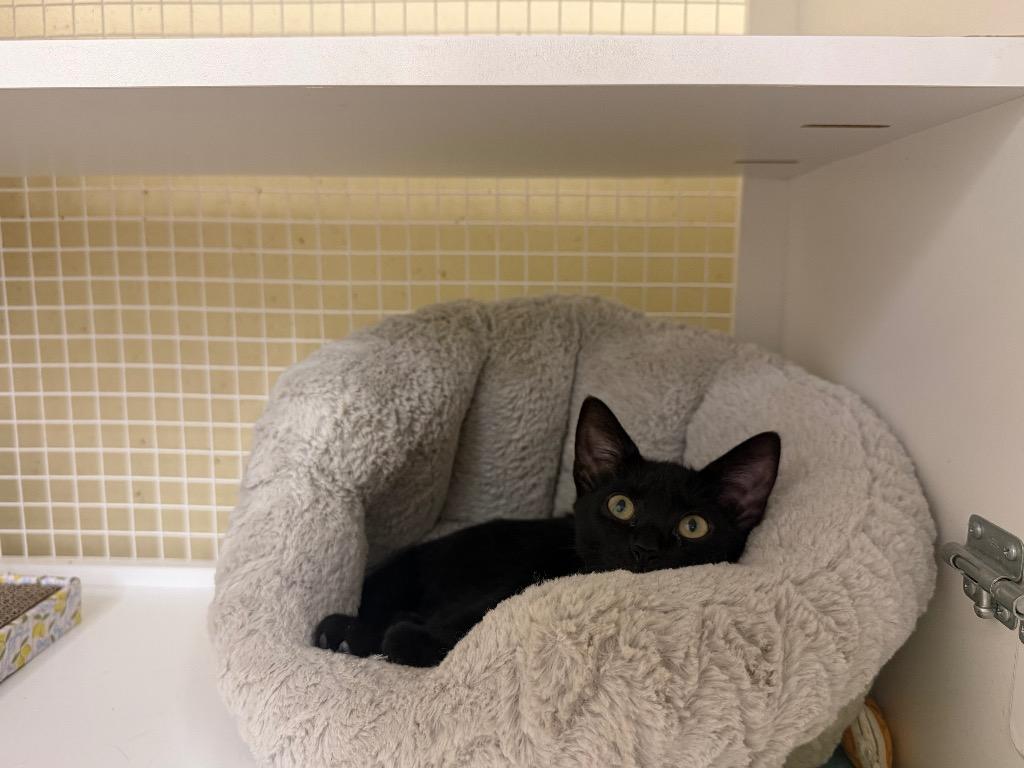 Pantherette, a Adoptable mixed breed in Fort Oglethorpe, GA image 5/6