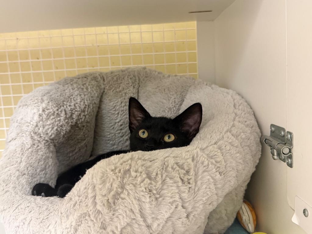 Pantherette, a Adoptable mixed breed in Fort Oglethorpe, GA image 6/6