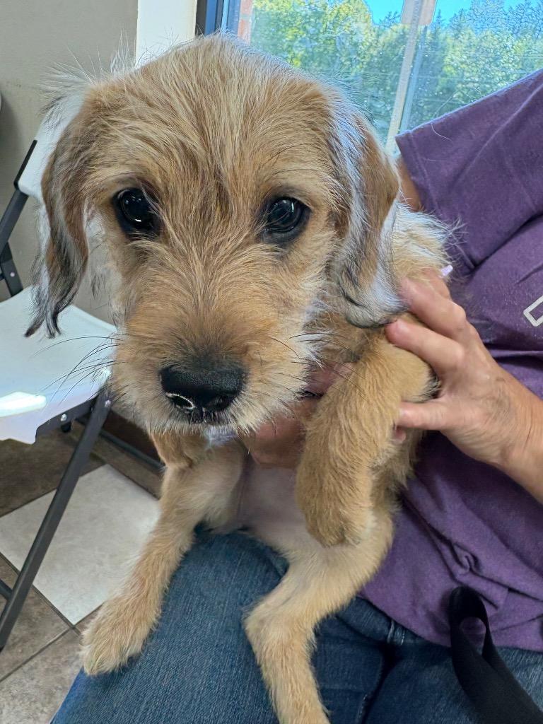 Little Girl, Adoptable, Puppy Female Wirehaired Terrier.