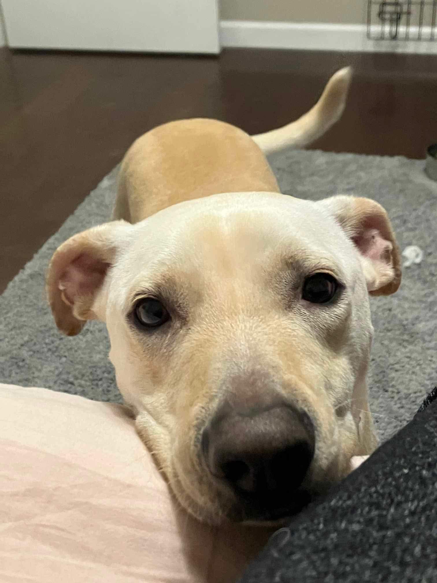 Enlarge Marco, a Adoptable Mixed Breed in Puyallup, WA image 3/6