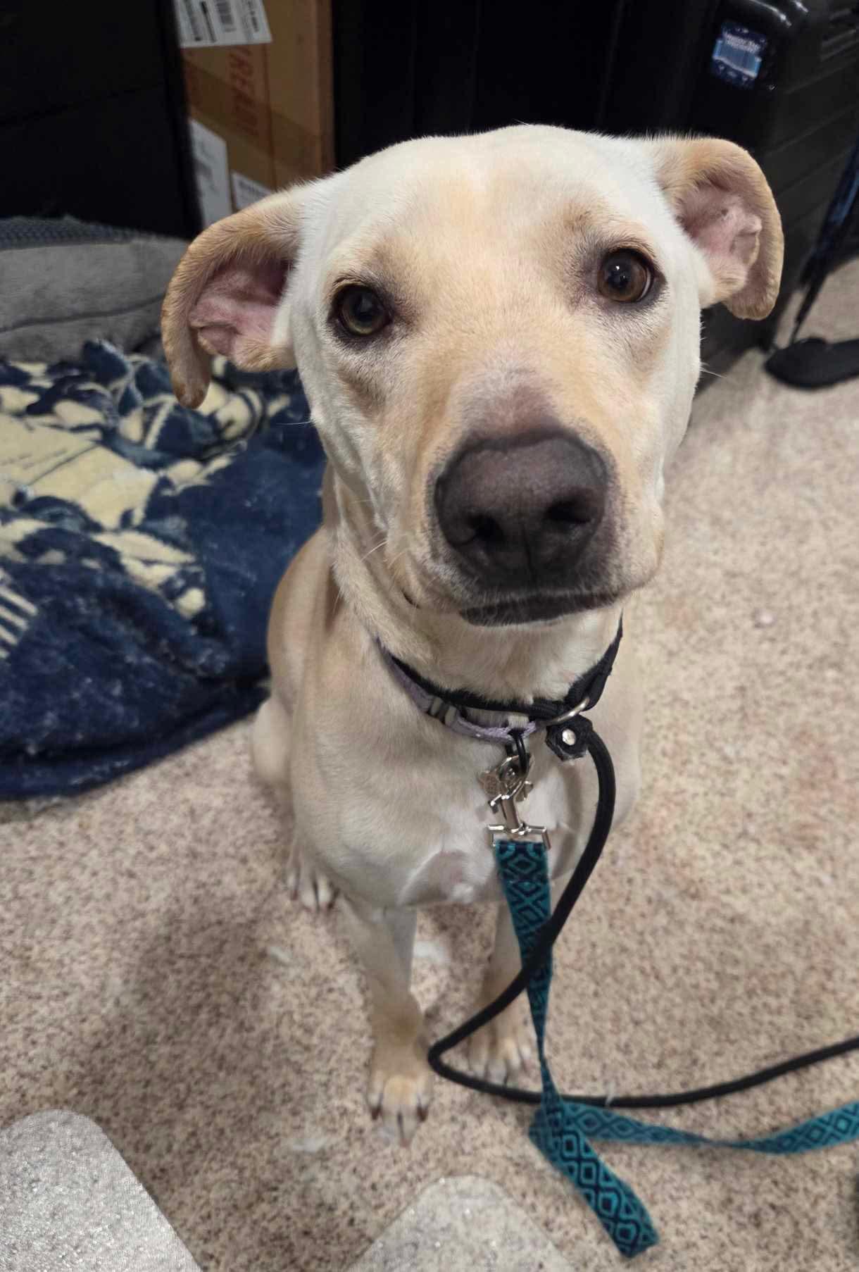 Enlarge Marco, a Adoptable Mixed Breed in Puyallup, WA image 4/6