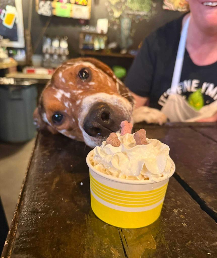 Enlarge Howie, a Adoptable mixed breed in New Kensington, PA image 1/6