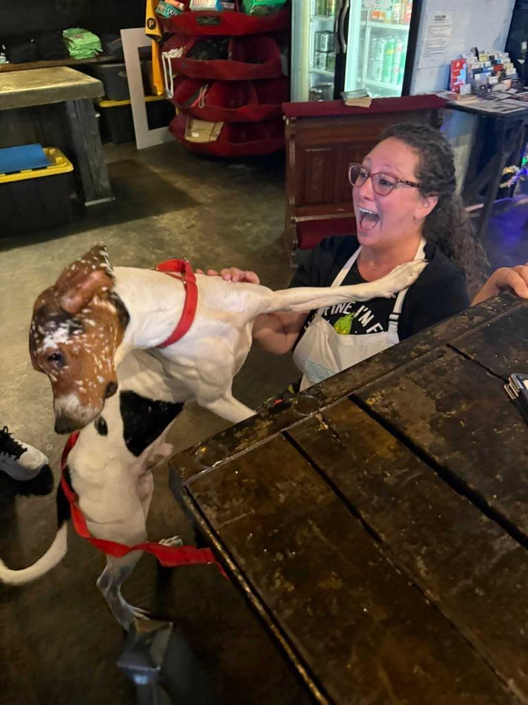 Enlarge Howie, a Adoptable mixed breed in New Kensington, PA image 2/6