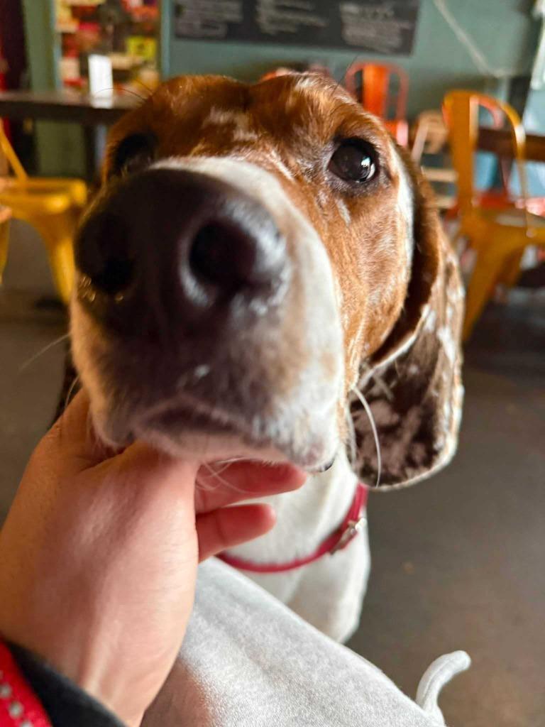 Enlarge Howie, a Adoptable mixed breed in New Kensington, PA image 3/6