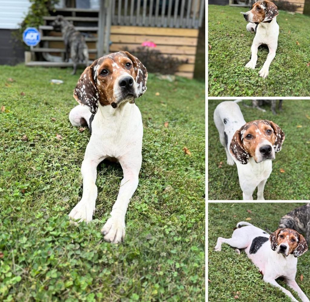 Enlarge Howie, a Adoptable mixed breed in New Kensington, PA image 4/6