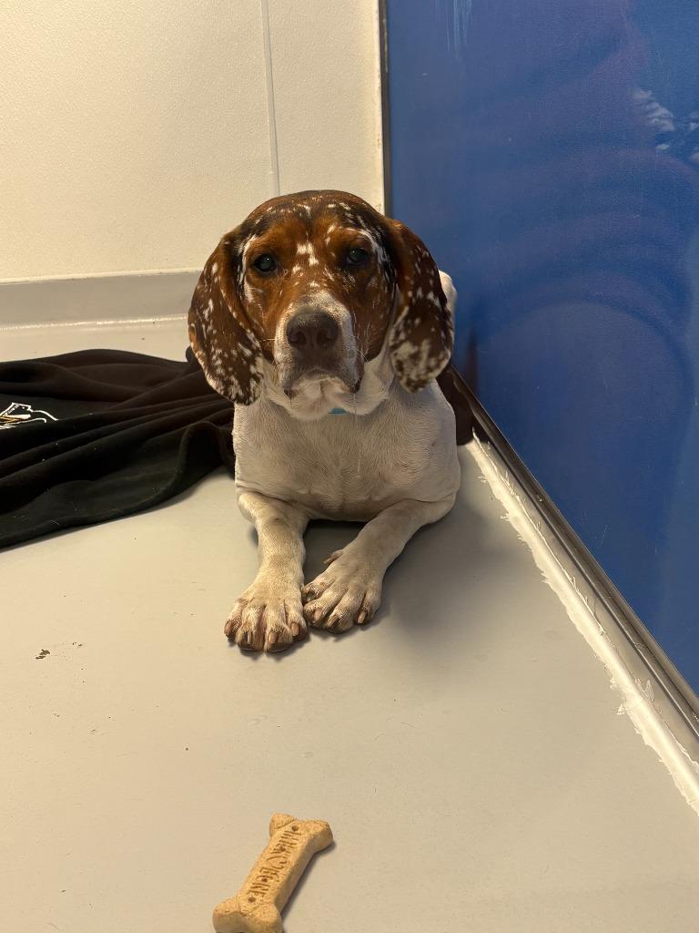 Enlarge Howie, a Adoptable mixed breed in New Kensington, PA image 5/6