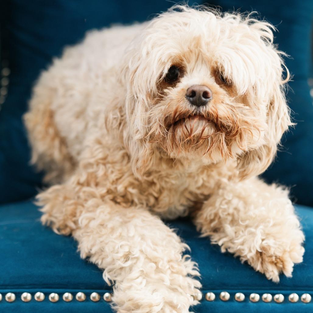 Enlarge Sunny D, a ADOPTABLE Cavapoo in Zionsville, IN image 1/1