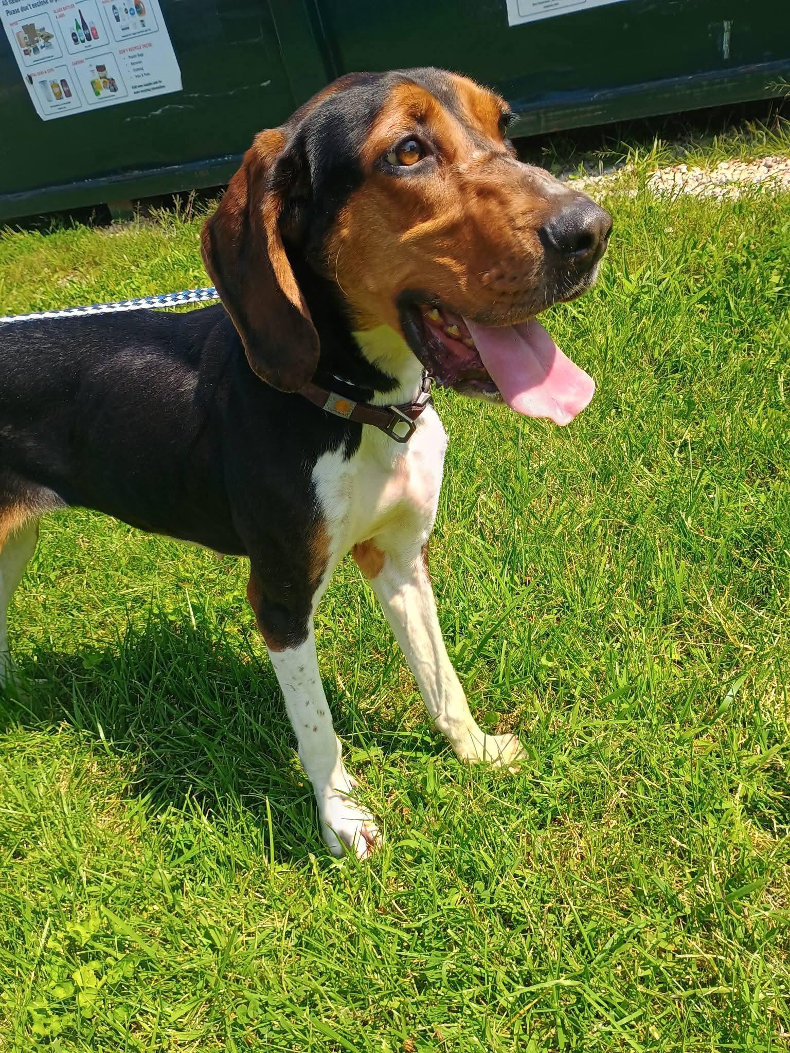 Megan, Adoptable, Adult Female Treeing Walker Coonhound.