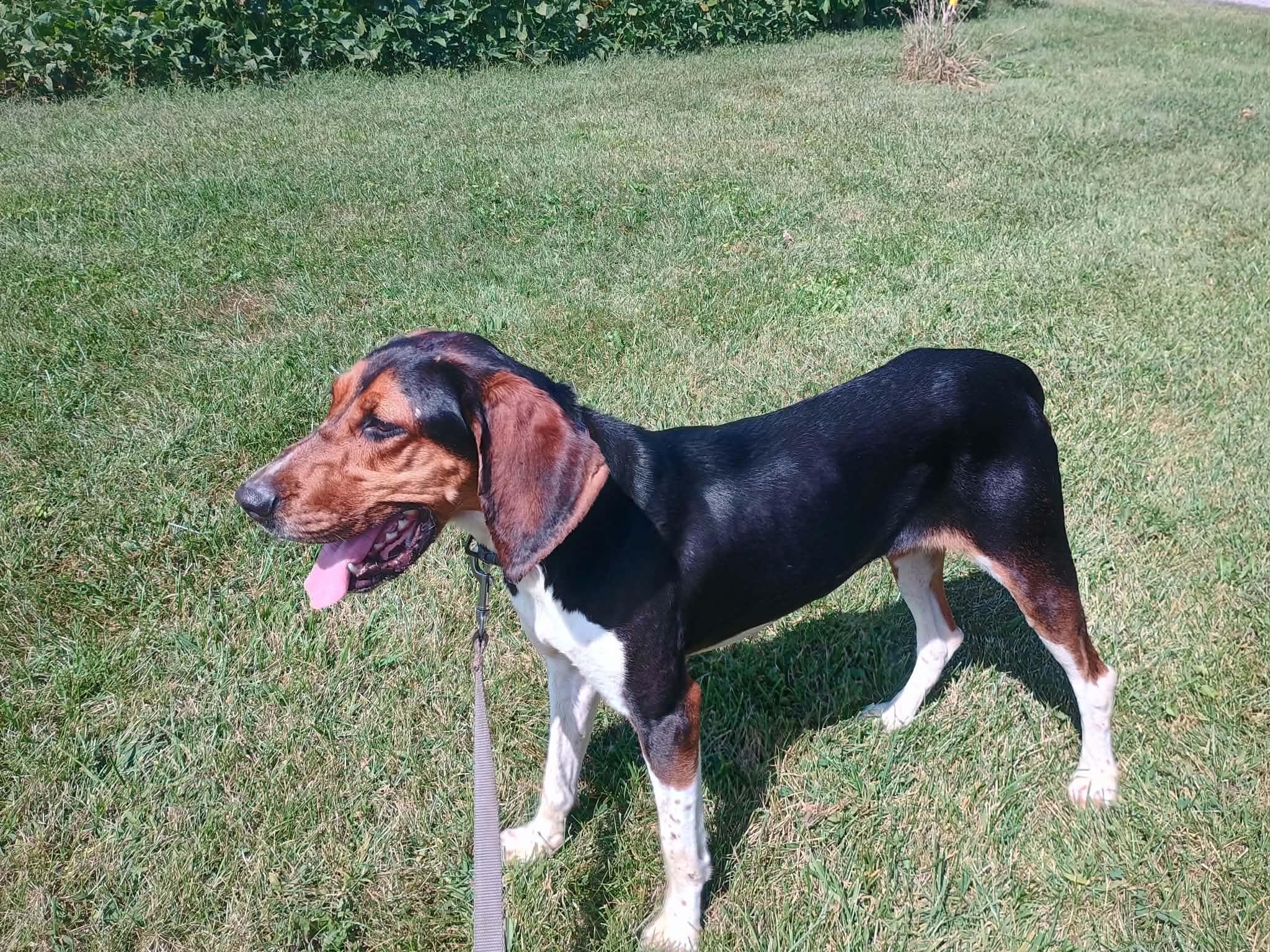 Enlarge Megan, a Adoptable Treeing Walker Coonhound in Liberty, IN image 2/5