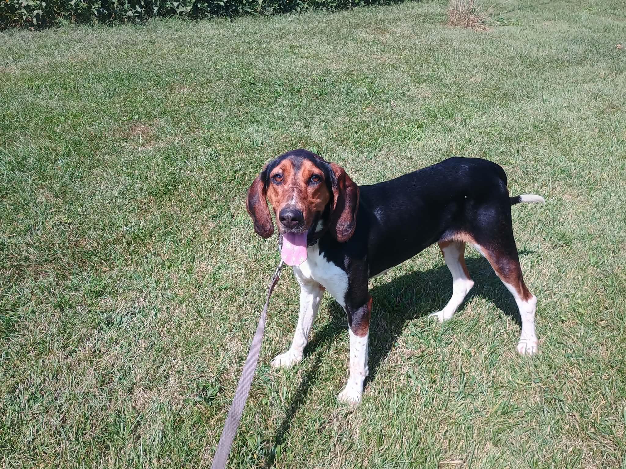 Enlarge Megan, a Adoptable Treeing Walker Coonhound in Liberty, IN image 3/5