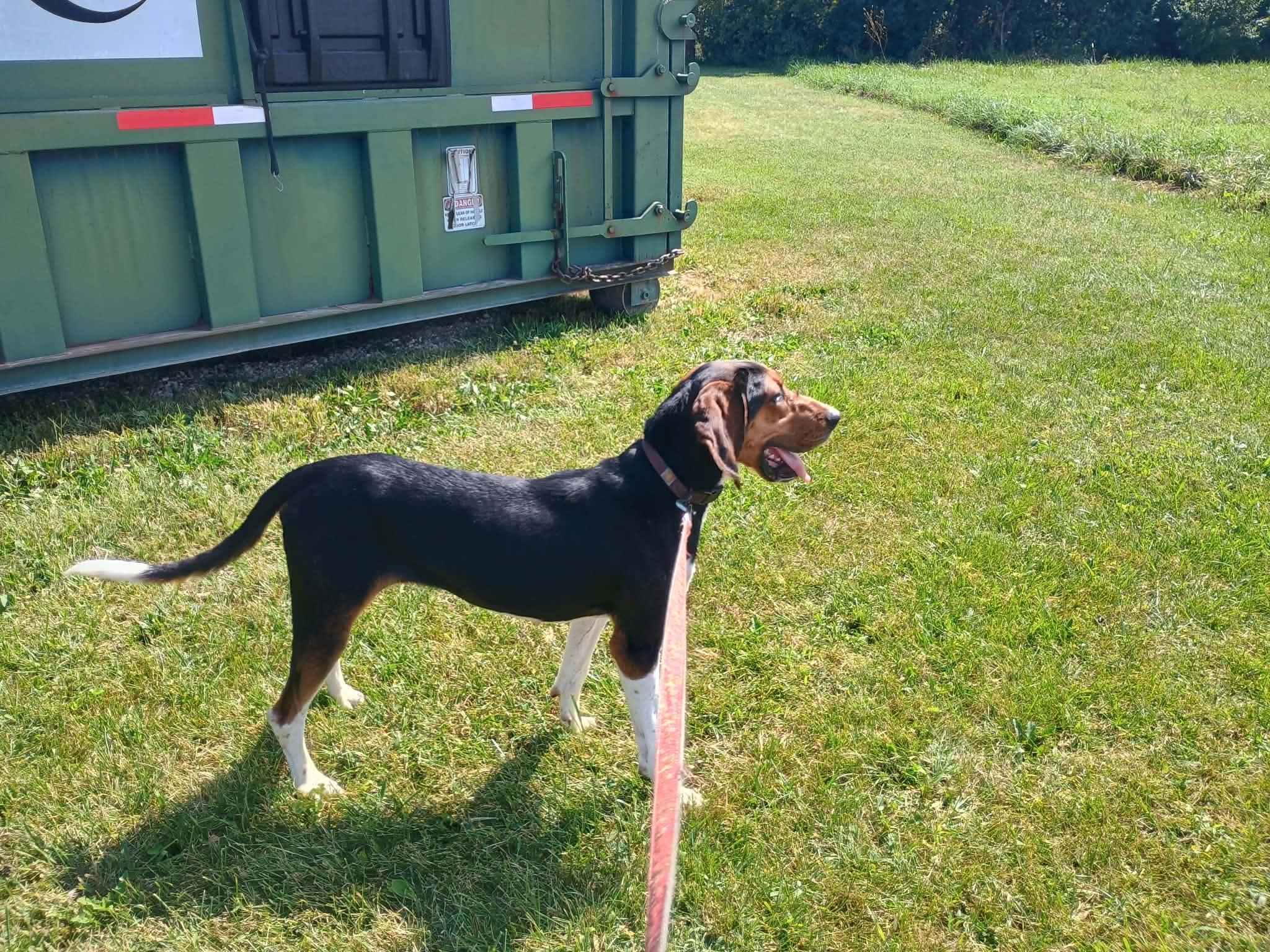 Enlarge Megan, a Adoptable Treeing Walker Coonhound in Liberty, IN image 5/5
