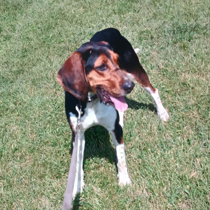 Enlarge Megan, a Adoptable Treeing Walker Coonhound in Liberty, IN image 4/5