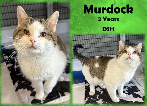 Murdock, ADOPTABLE, Adult Male Domestic Short Hair.