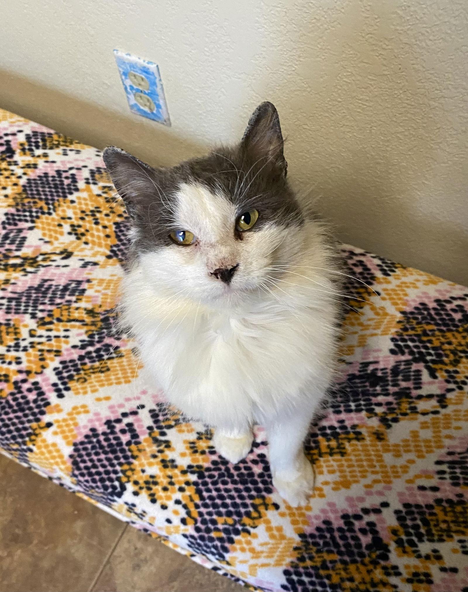 Little Morris, Adoptable, Adult Male Domestic Medium Hair.