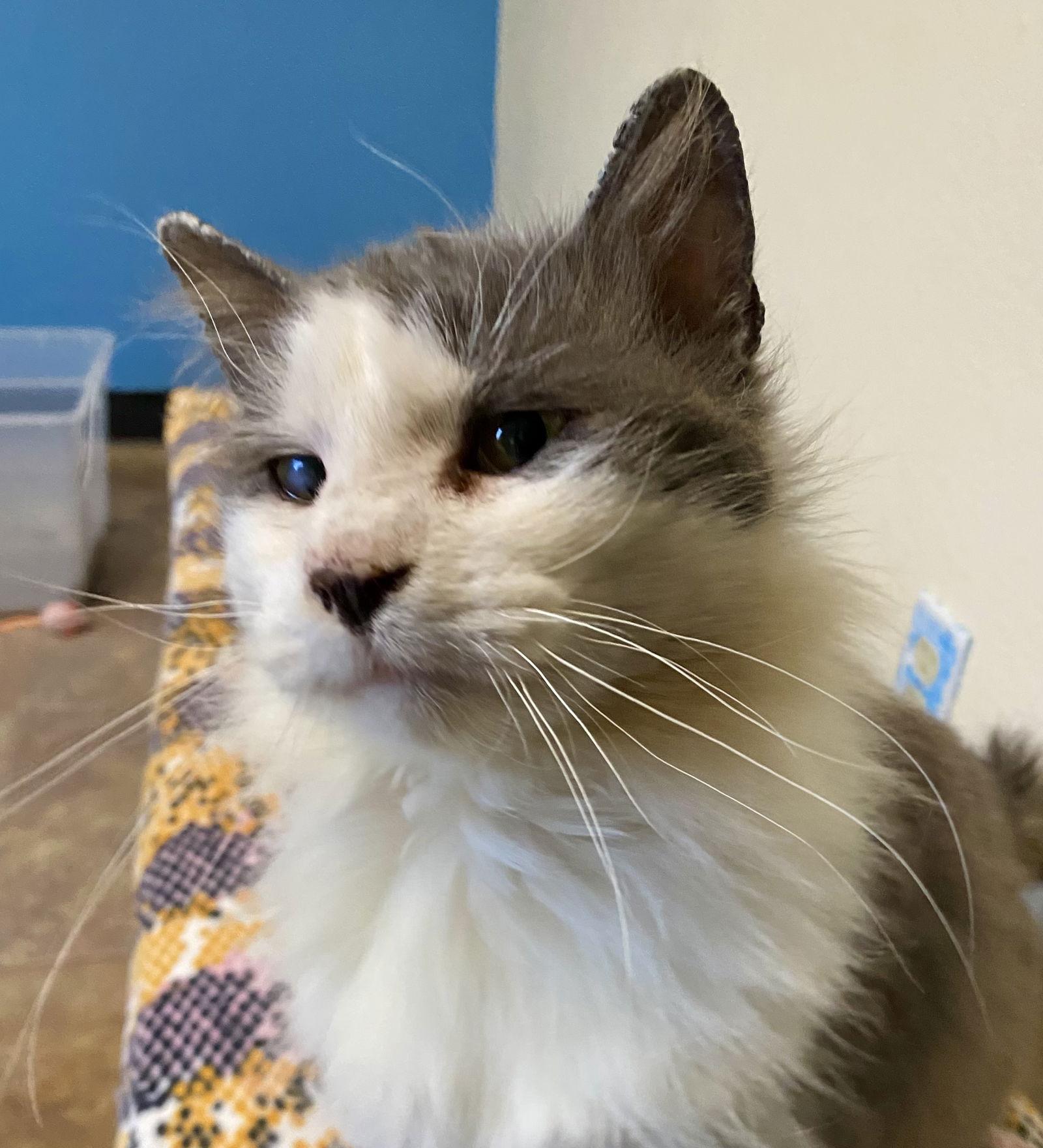 Little Morris, a Adoptable Domestic Medium Hair in Fargo, ND image 2/2