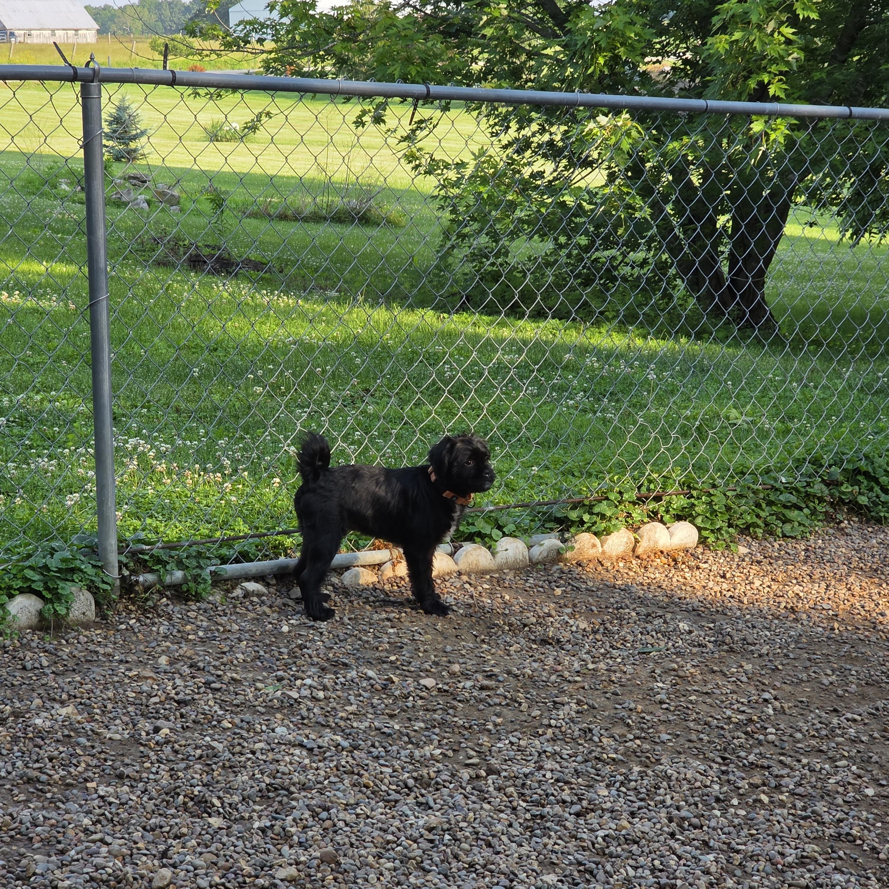 Tippy photo 4