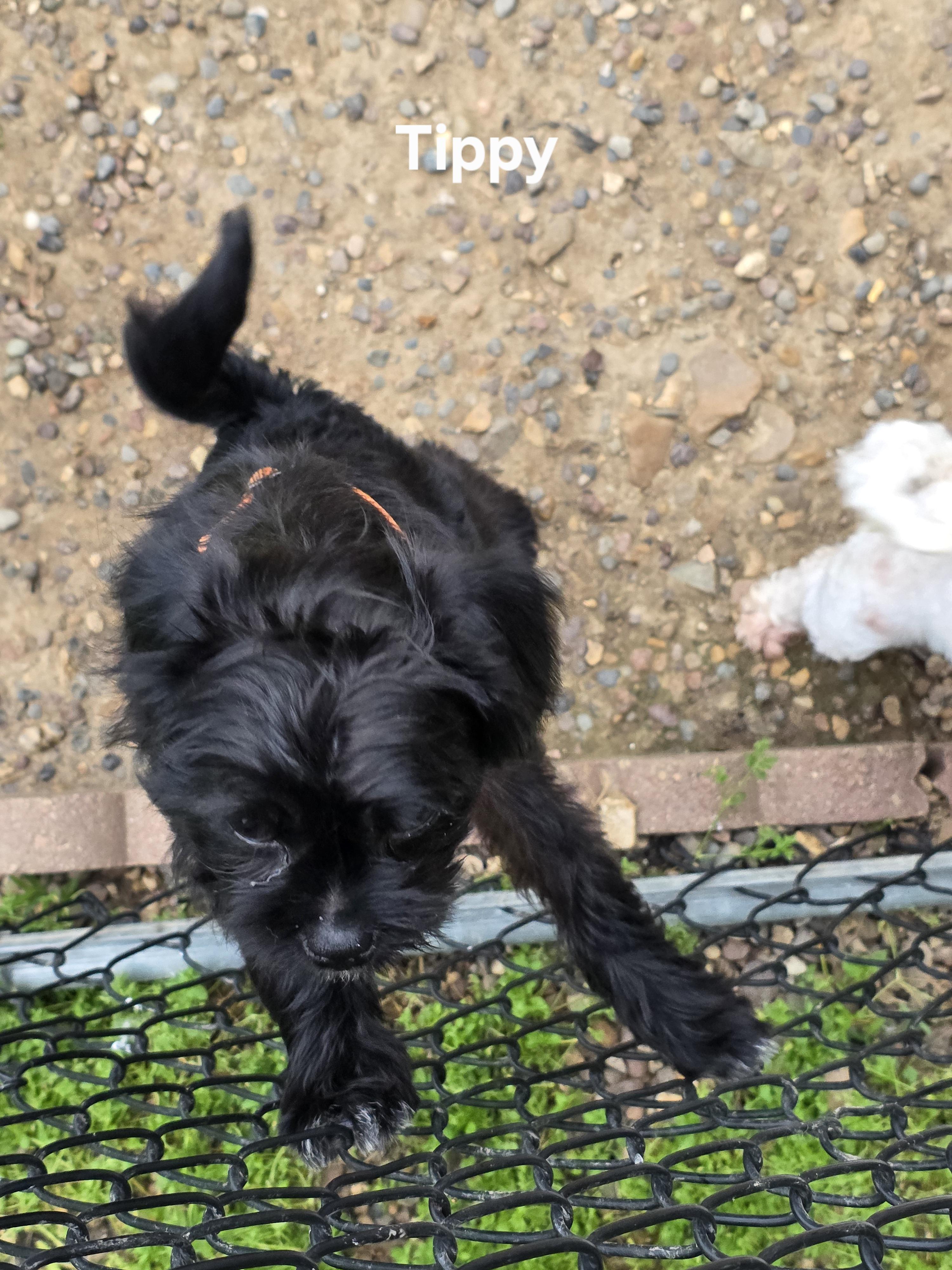 Tippy photo 2