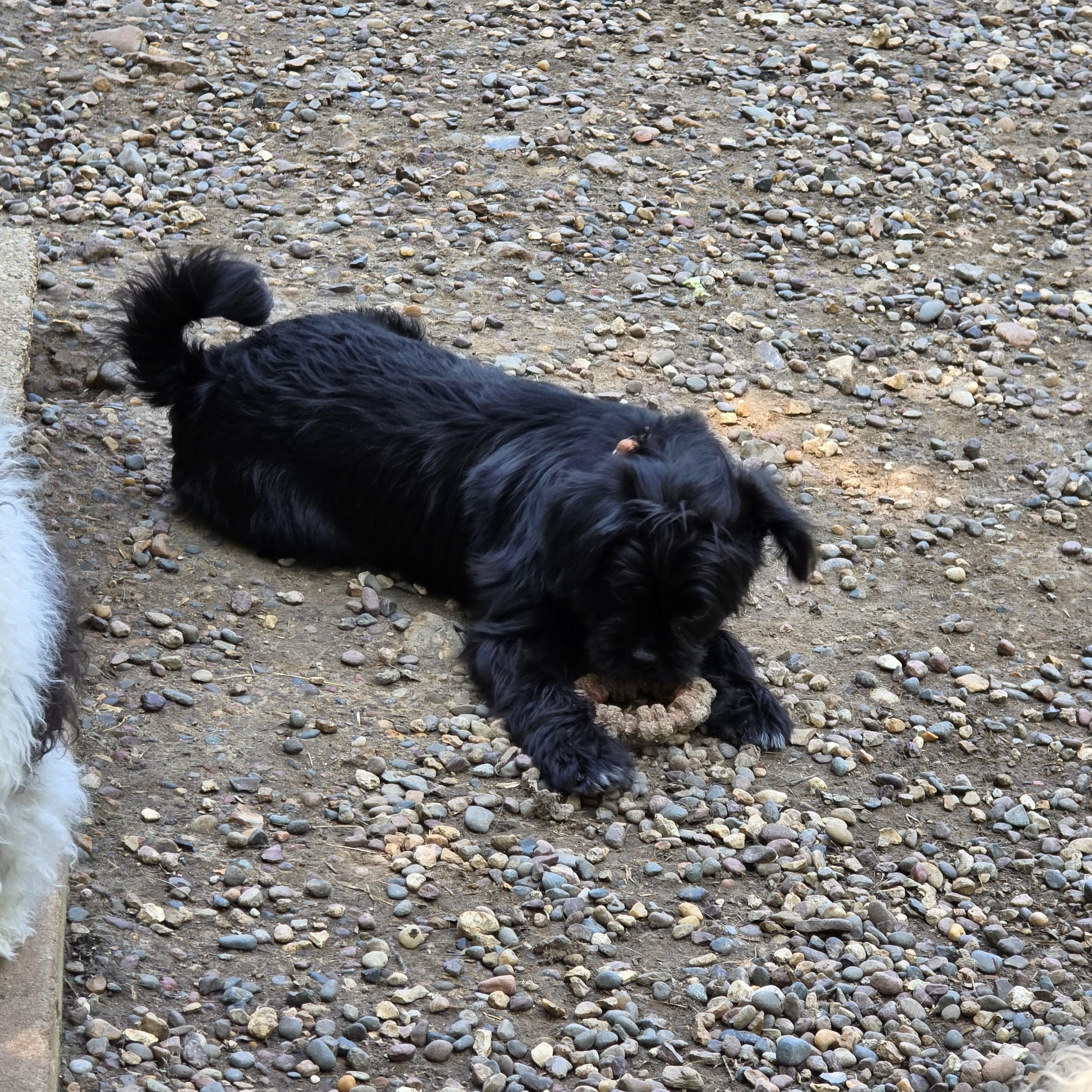 Tippy