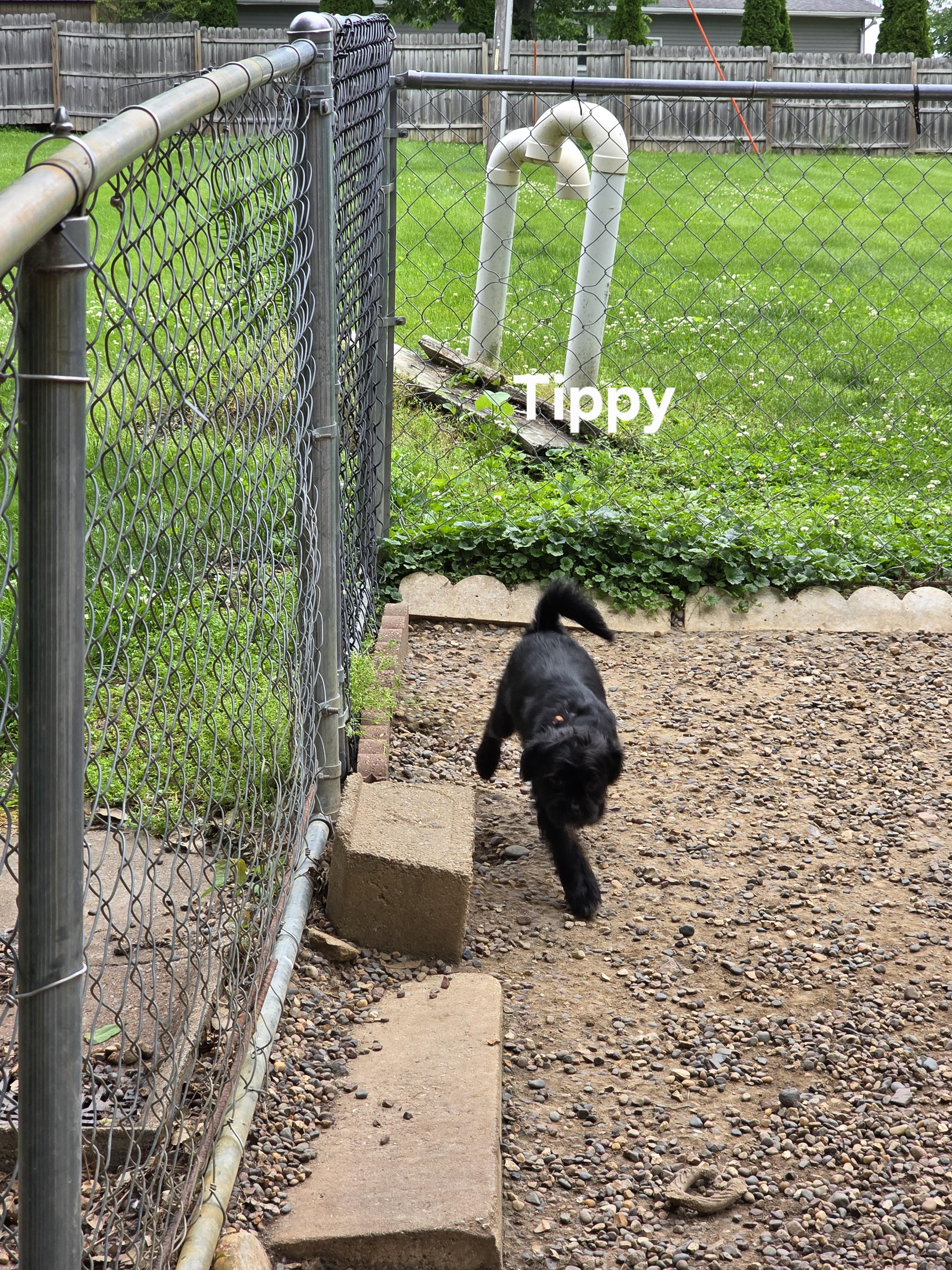 Tippy photo 5