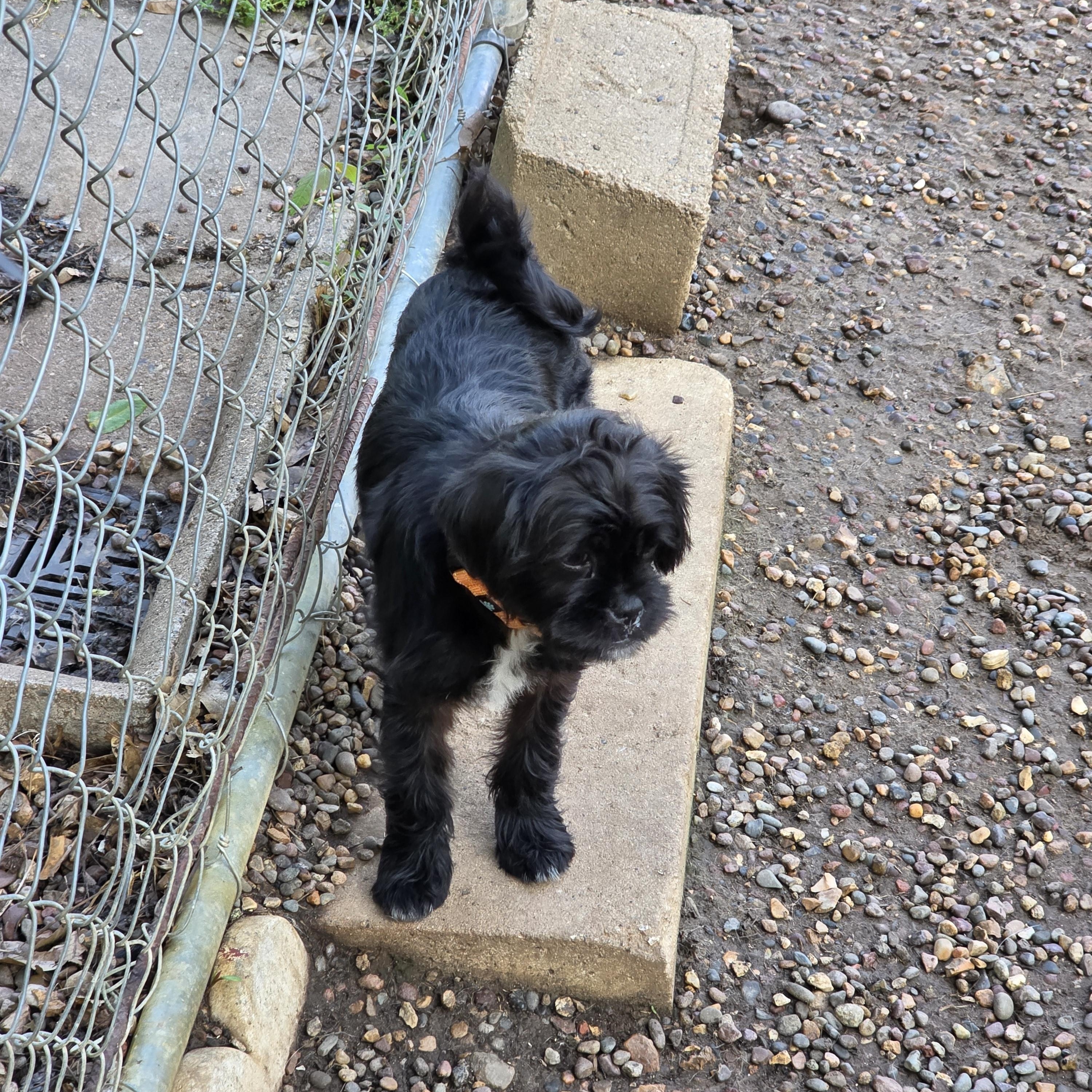 Tippy photo 3