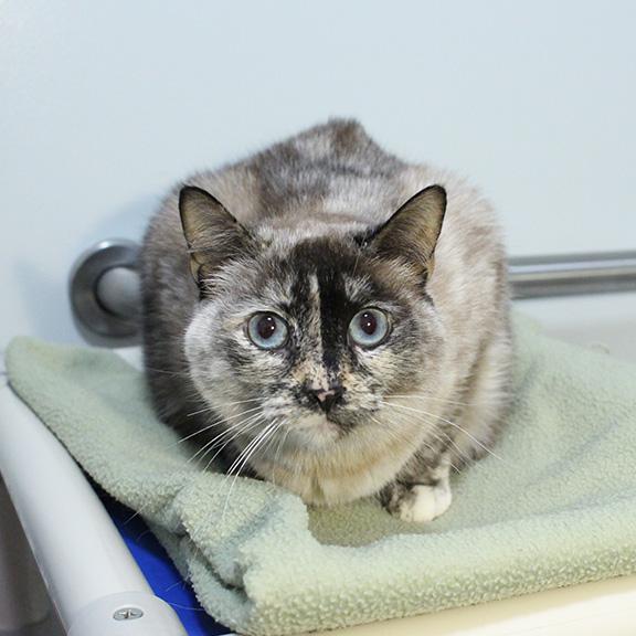 Enlarge Charlotte, a ADOPTABLE mixed breed in Overland Park, KS image 2/2