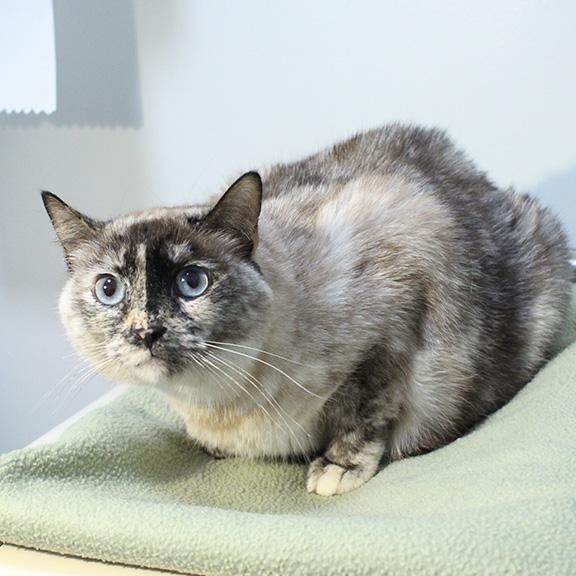 Enlarge Charlotte, a ADOPTABLE mixed breed in Overland Park, KS image 1/2