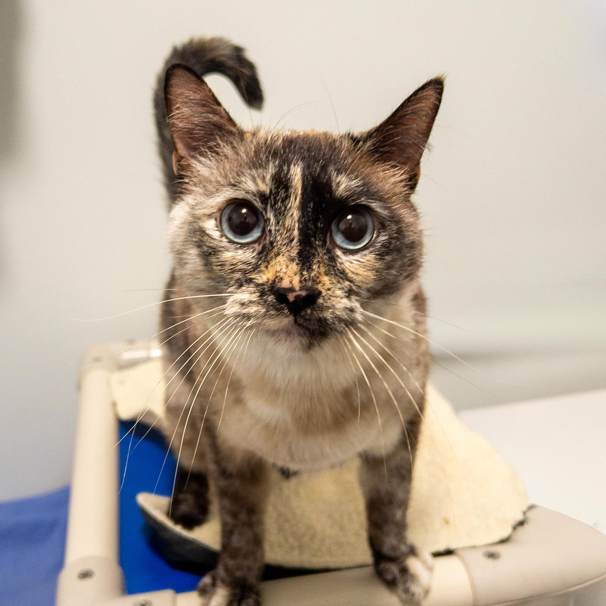 Charlotte, ADOPTABLE, Adult Female Siamese.
