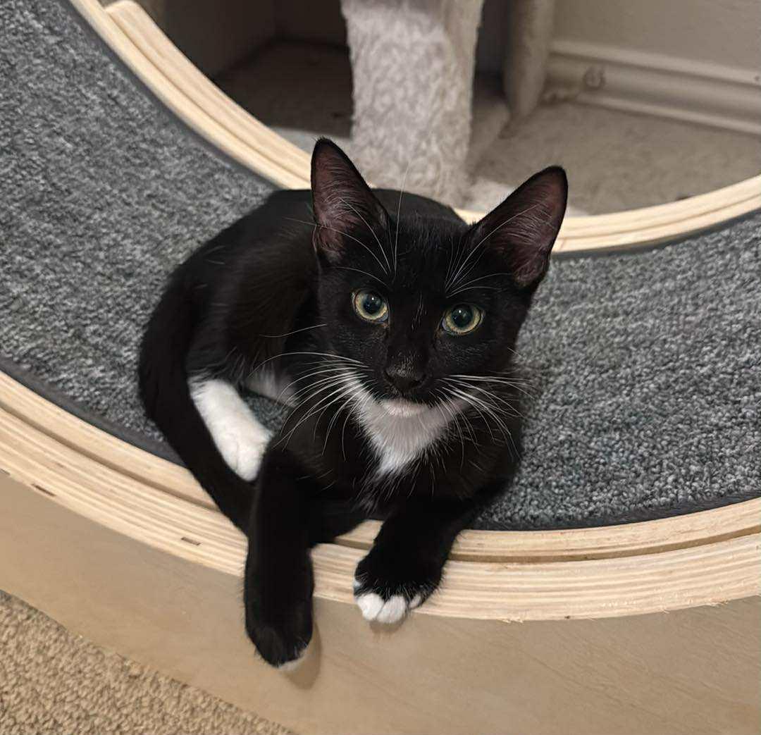 Enlarge Stella (tuxedo), a ADOPTABLE Domestic Short Hair in Allen, TX image 1/6