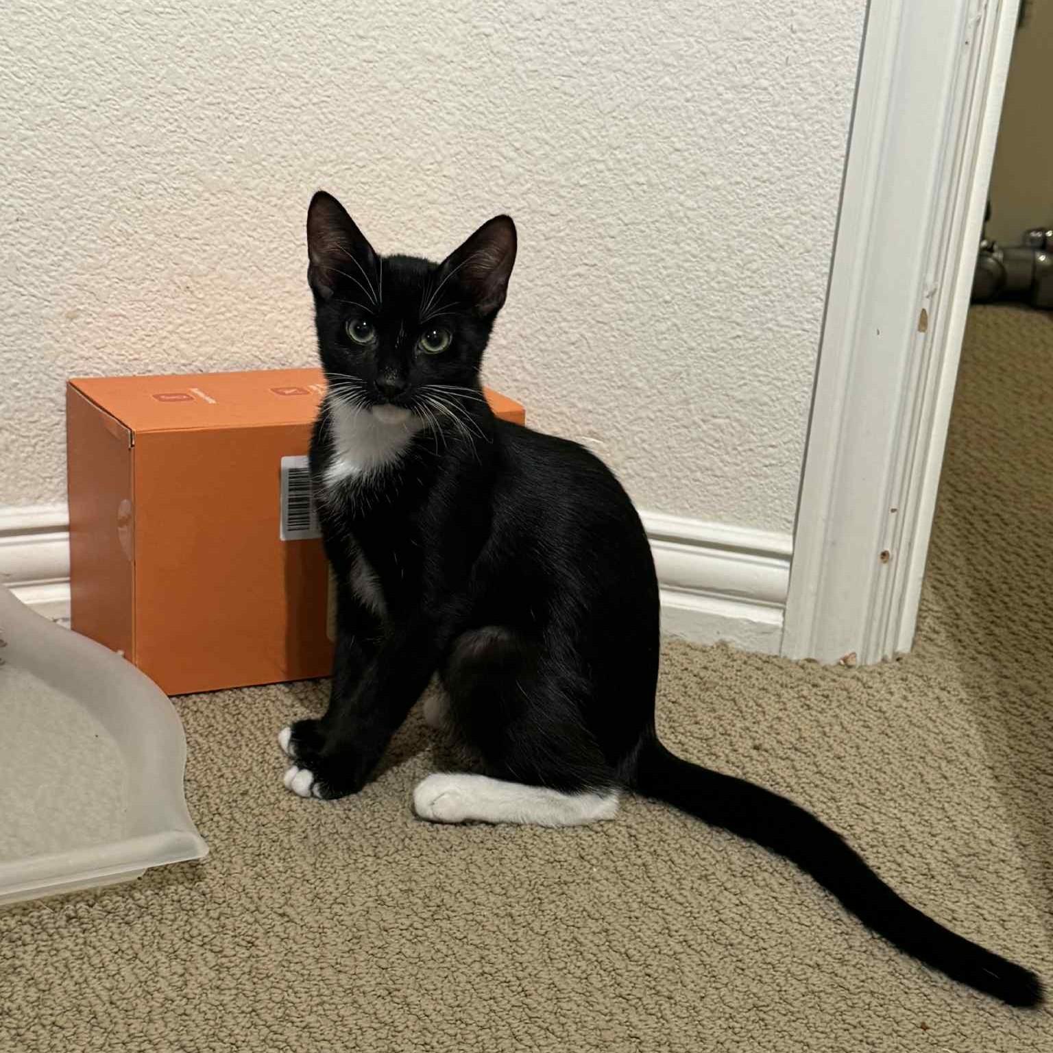 Enlarge Stella (tuxedo), a ADOPTABLE Domestic Short Hair in Allen, TX image 3/6